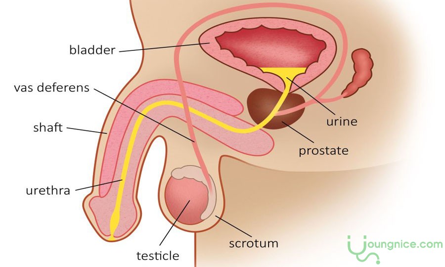 Symptoms of urinary tract infection in men and treatment methods