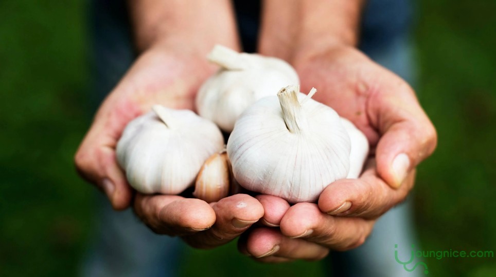 Some remedies for illnesses using garlic